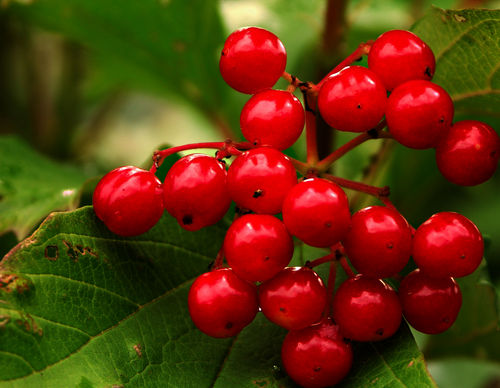 Каталог продуктов питания - Ягоды и грибы. Отзывы и мнения.