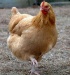 Теперь курица будет транспортироваться либо живьем, либо в охлажденном виде.