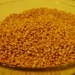 Пшеница (Россия)